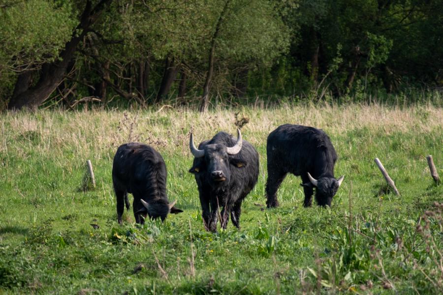 Schwarzbüffel in den Tiefwerder Wiesen, Spandau