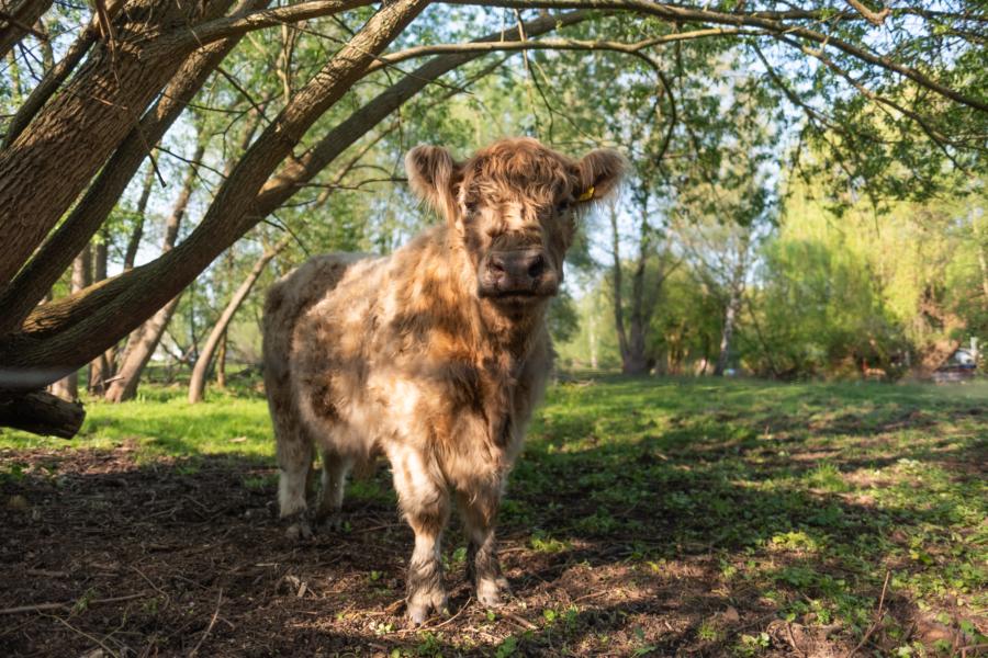Fleckvieh in der Sackgasse, Tiefwerder Wiesen, Spandau