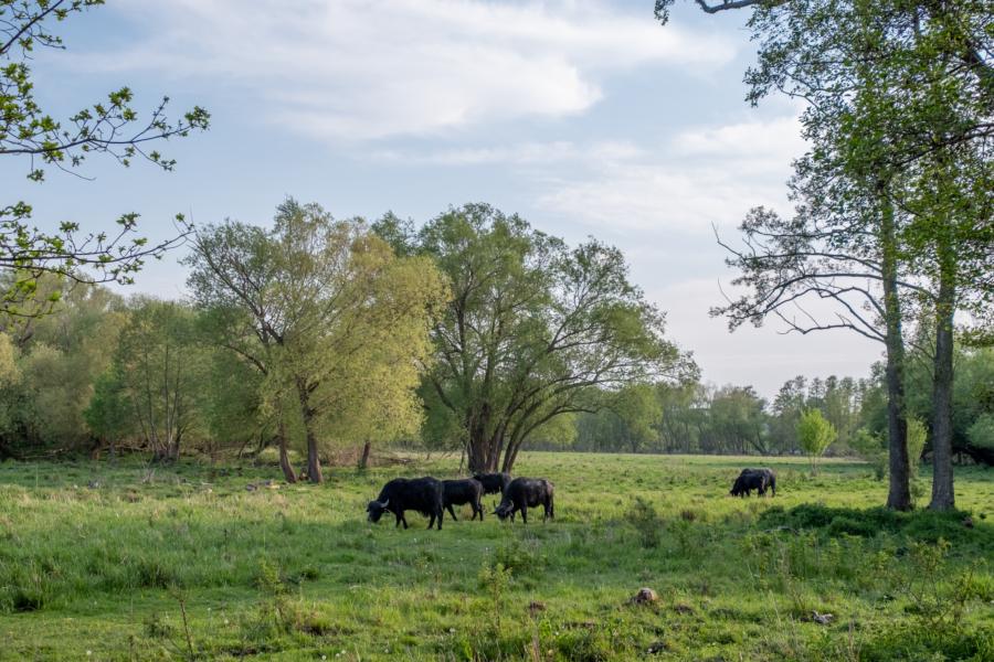 Schwarzbüffel in den Tiefwerder Wiesen, Spandau