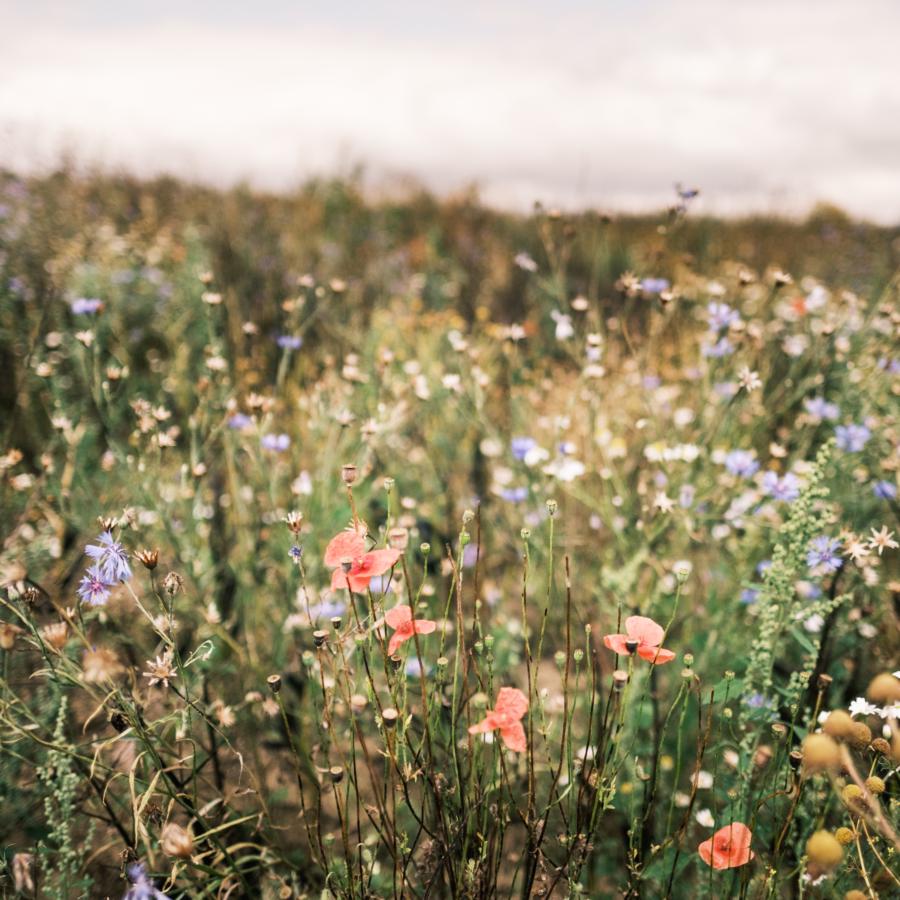 Eine wilde Blumenwiese bis zum Horizont