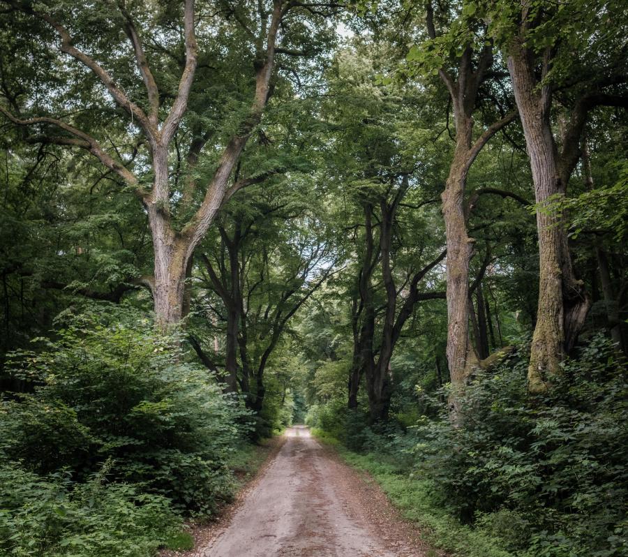 Boitzenburger Rundweg über Berkholz und Zerwelin · detmans