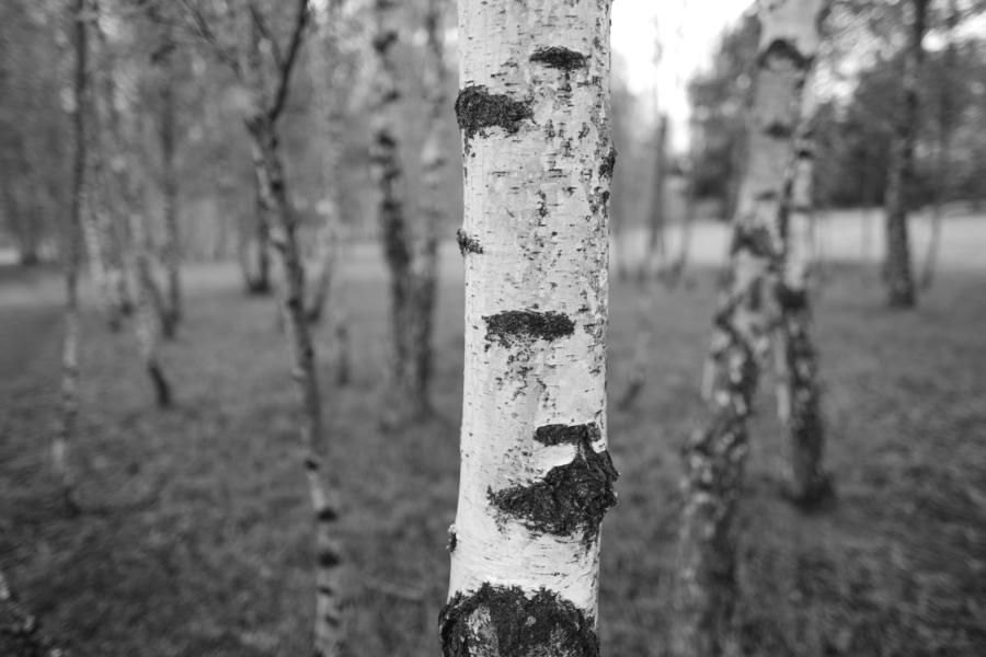 Birkenhain am Hahneberg