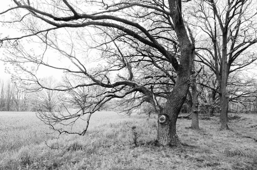 Krumme Bäume vor dem Feldern des Hahnebergs
