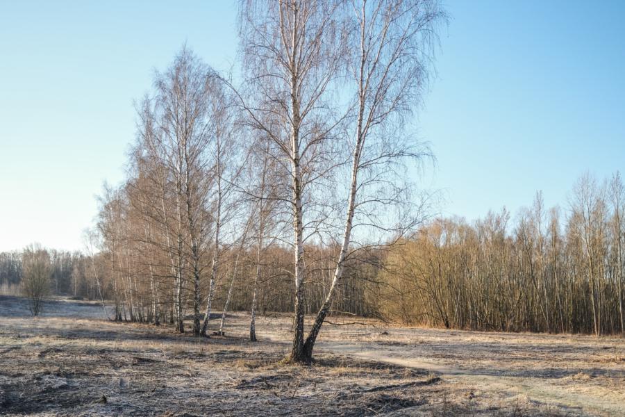 gerodetes Feld hinter dem Hahneberg