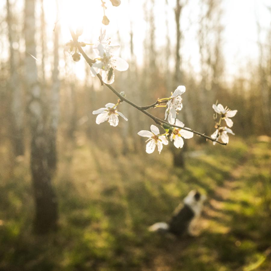 Frühlingsbblüten an den Bäumen, im Hintergrund Milli