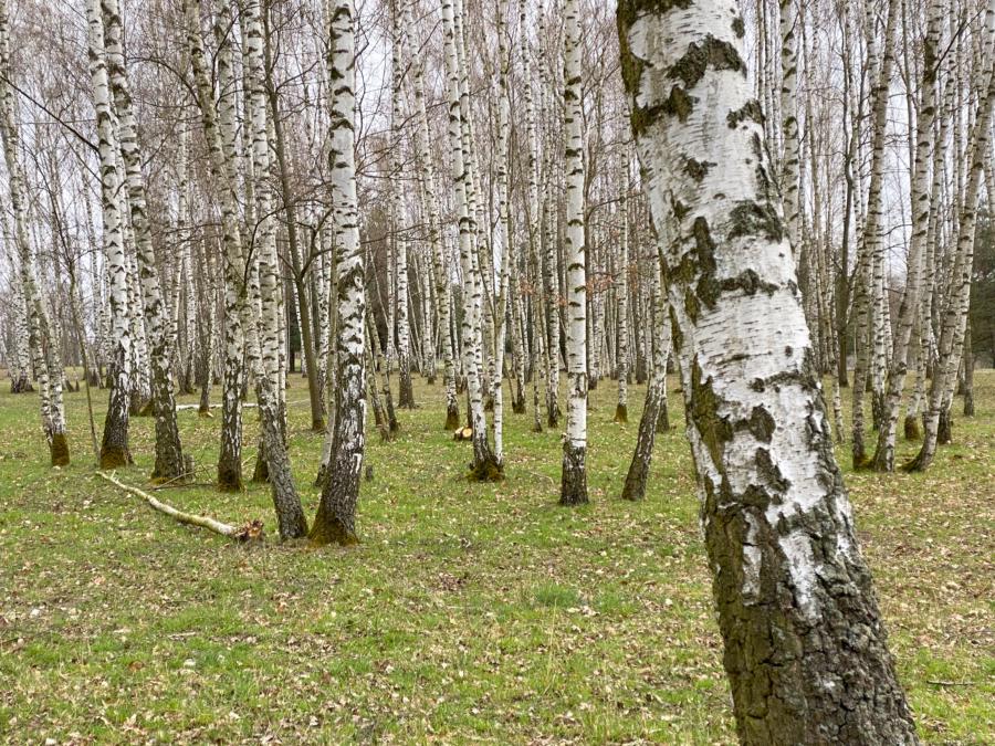 Birkenhain am Hahneberg