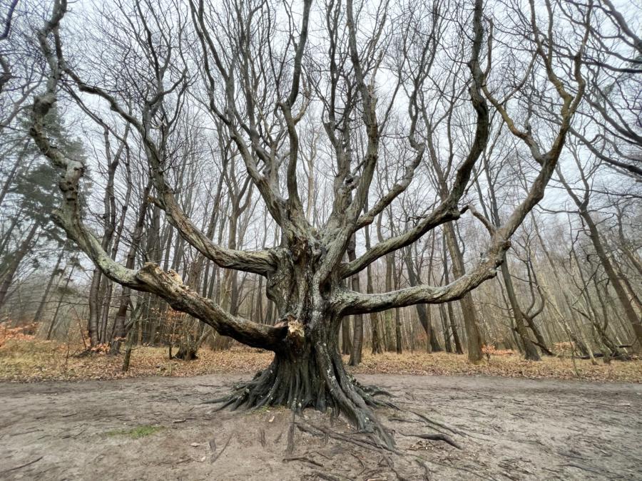 Rügener Märchenwald