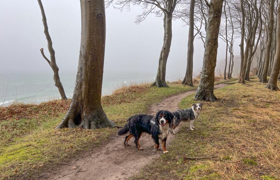 Karla und Milli im Rügener Märchenwald