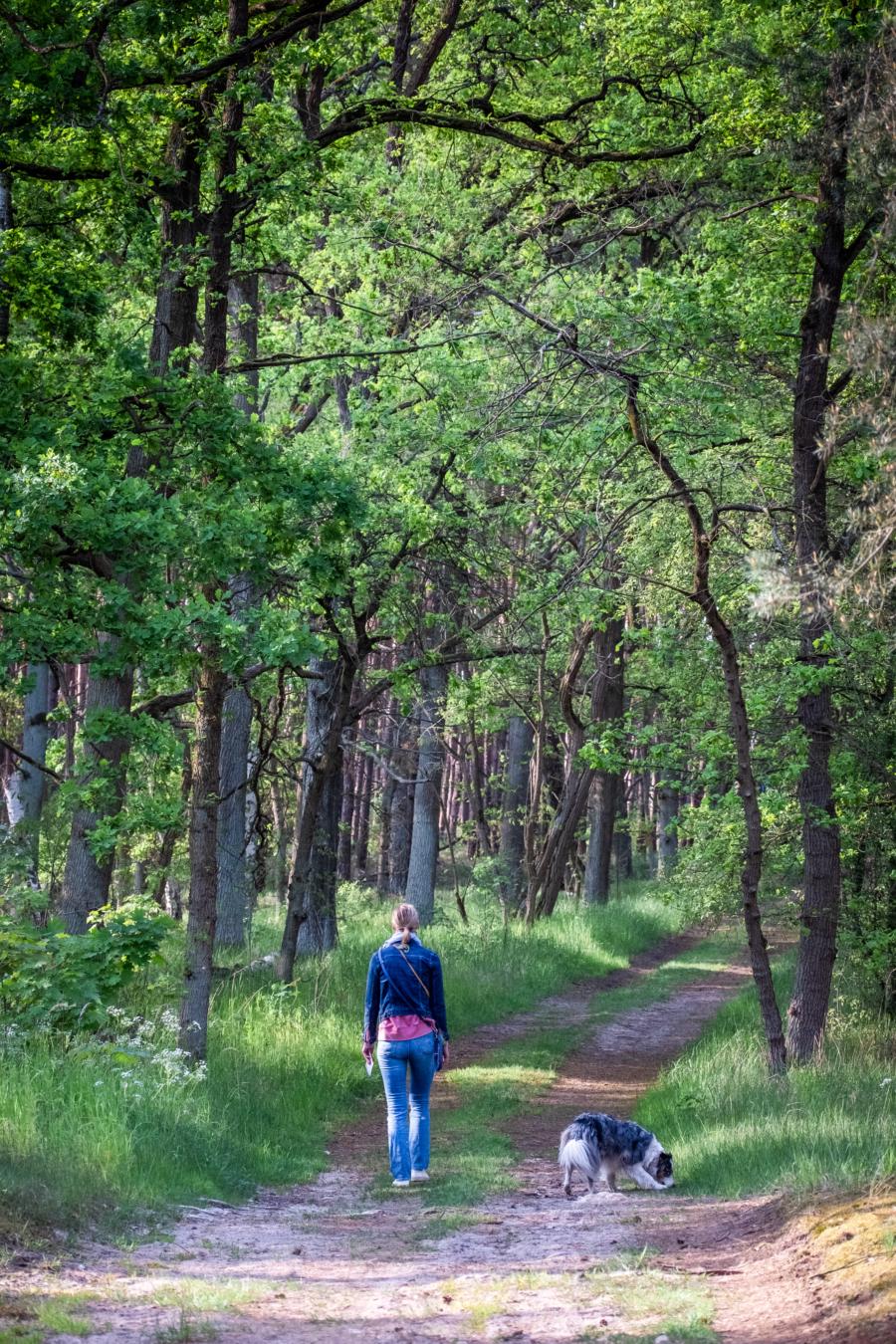 Eichen, Kiefern, Birken und sandiger Boden - Buckower Pilgerweg