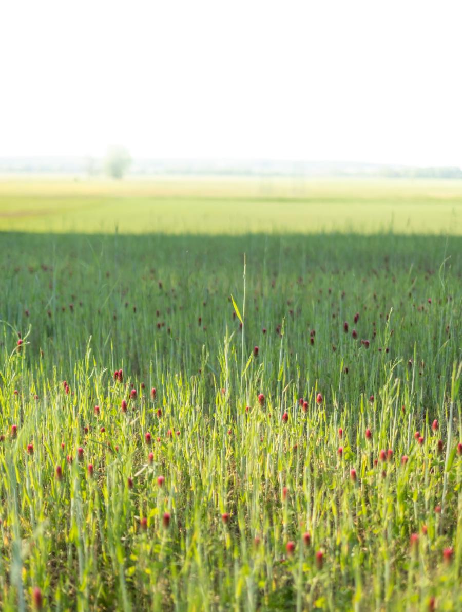 Grünland bis zum Horizont - das trockengelegte Luch