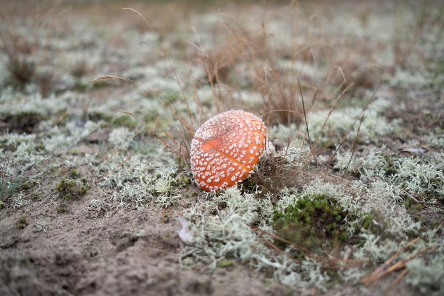 Fliegenpilz