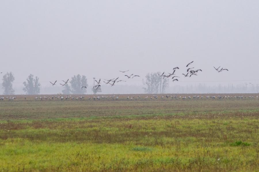 Kraniche auf den Feldern