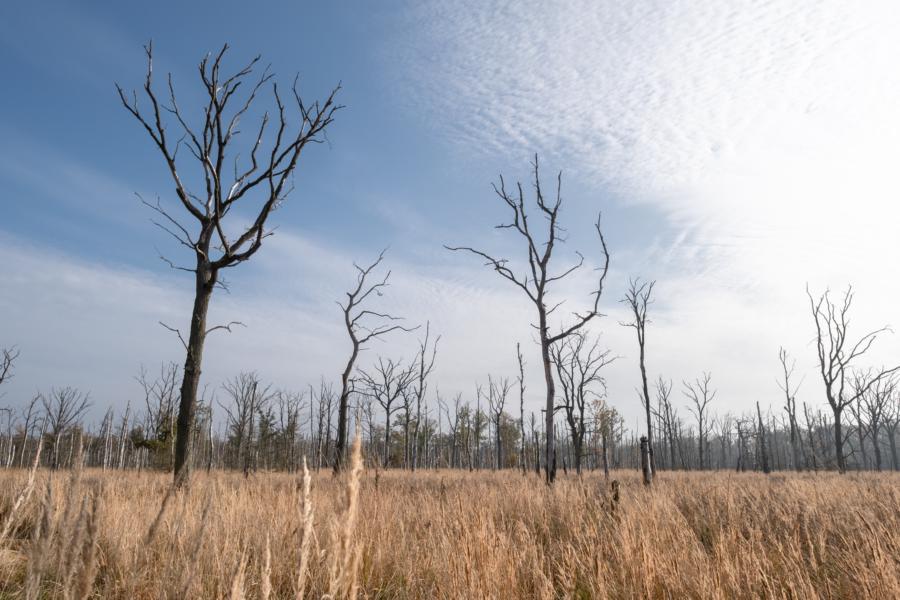 Der 'ertrunkene Wald' im Anklamer Stadtbruch