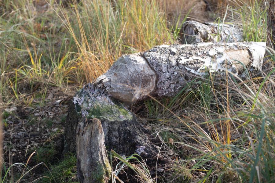 Bibers Werk: gefällte Bäume im Anklamer Stadtbruch