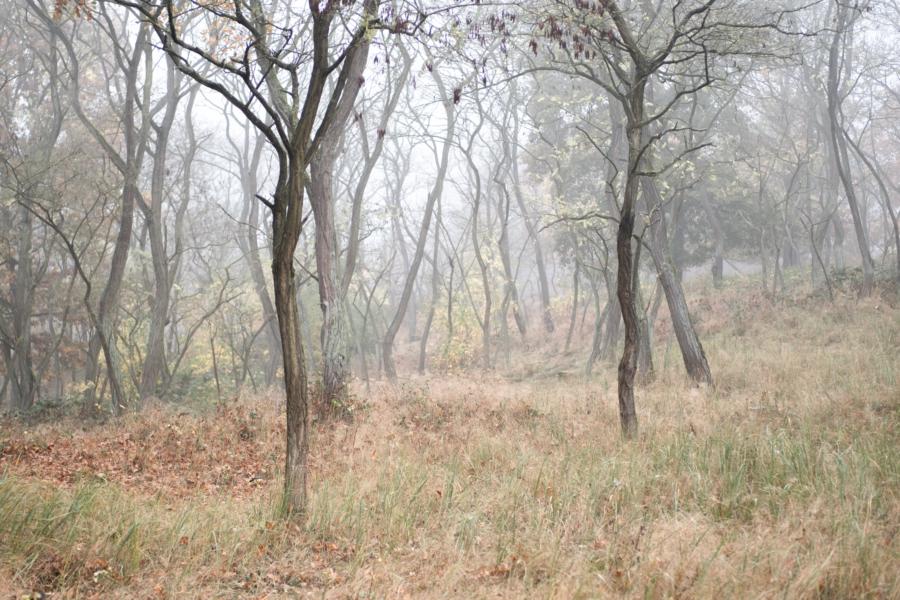 Nebelwald in den Binnendünen von Altwarp