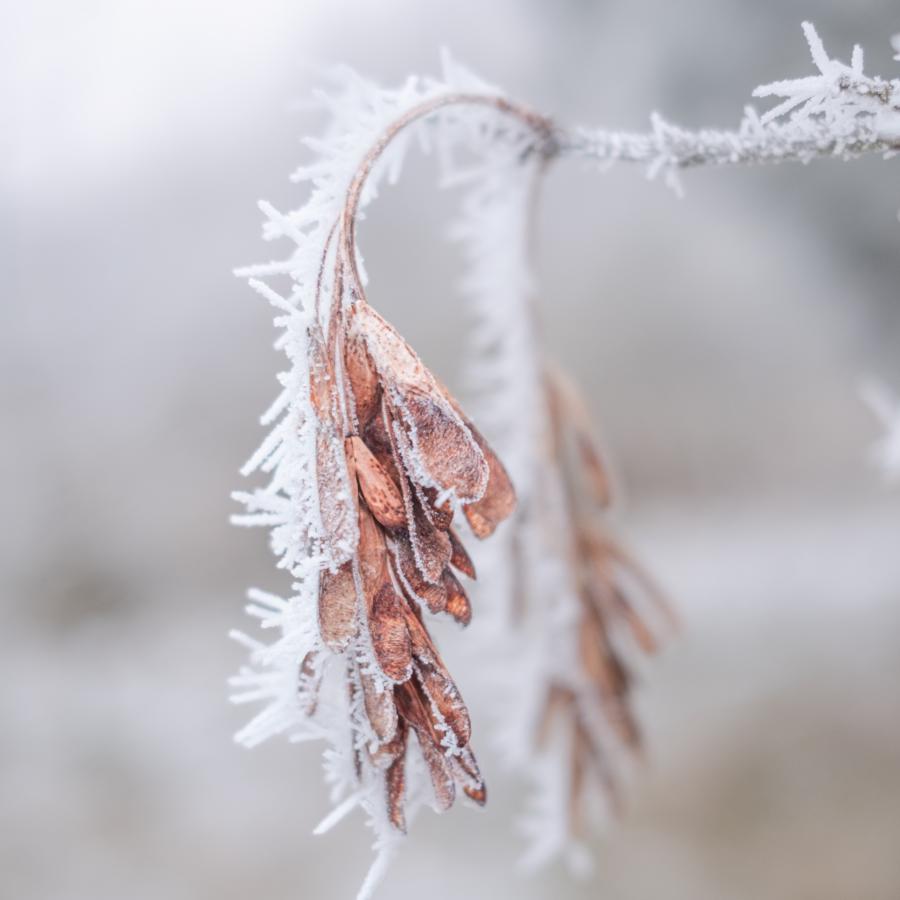 X100V - Makro und schönes Bokeh