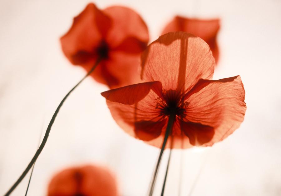 X100V - Makro und verträumtes Bokeh