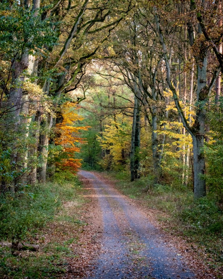 X-E4 mit 70-300 - Krämer Forst