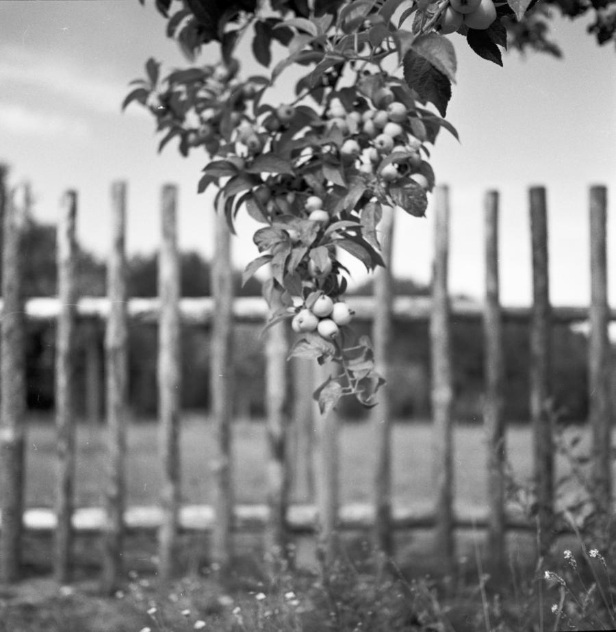 Weidezaun in Annenwalde