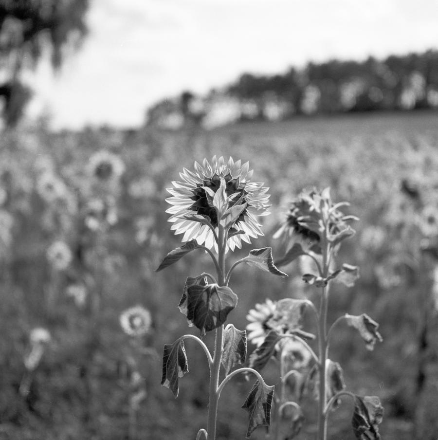 Sonnenblumen knackscharf: Rolleiflex T mit Gelbfilter