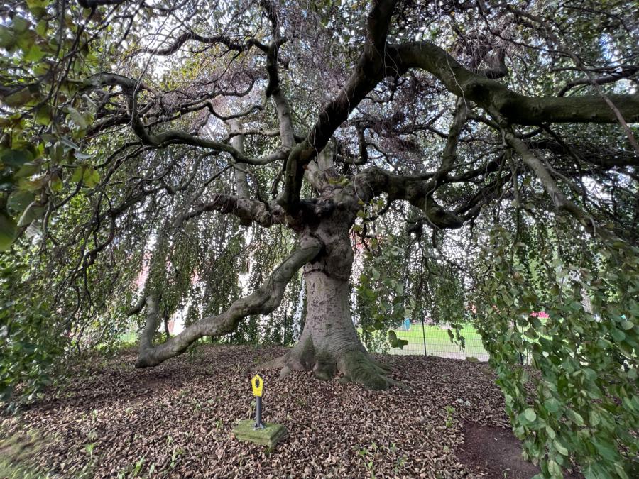 Naturdenkmal Hängebuche Perwenitz