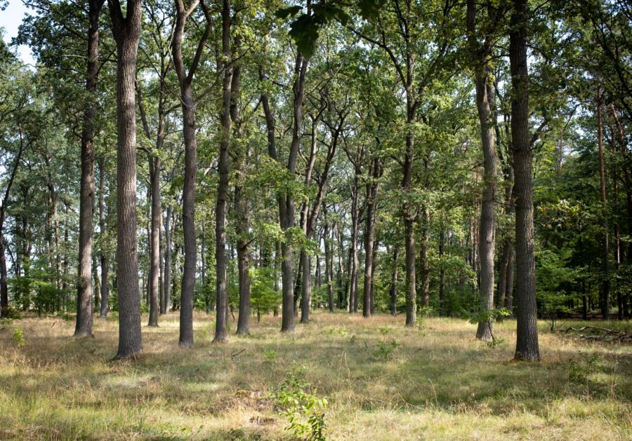 Stille Wälder bei Reckahn ...