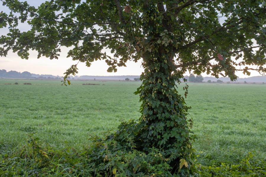Grünlandwiesen zwischen Schmuggerow und Löwitz