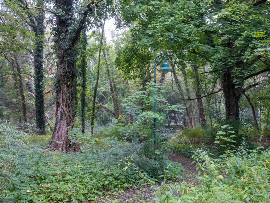 Verwilderter Schlosspark Löwiitz mit Laterne