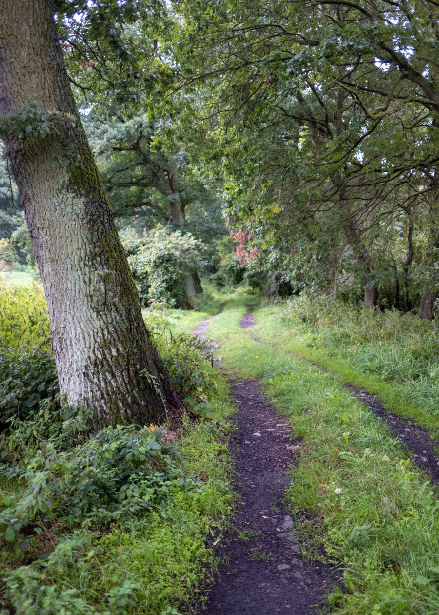Im Wolfsgebiet zwischen Schmuggerow und Charlottenhof