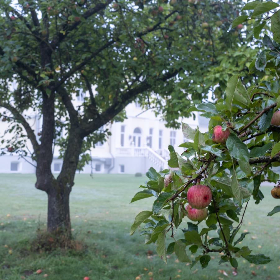 Äpfel frei Haus im Schlossgarten Schmuggerow