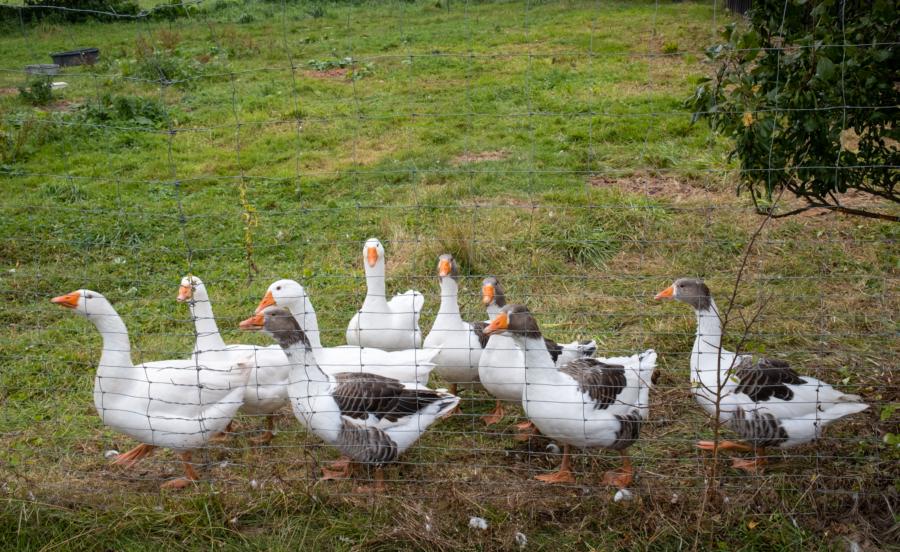 Besser als Hofhunde: motzende Wachgänse in Bugewitz