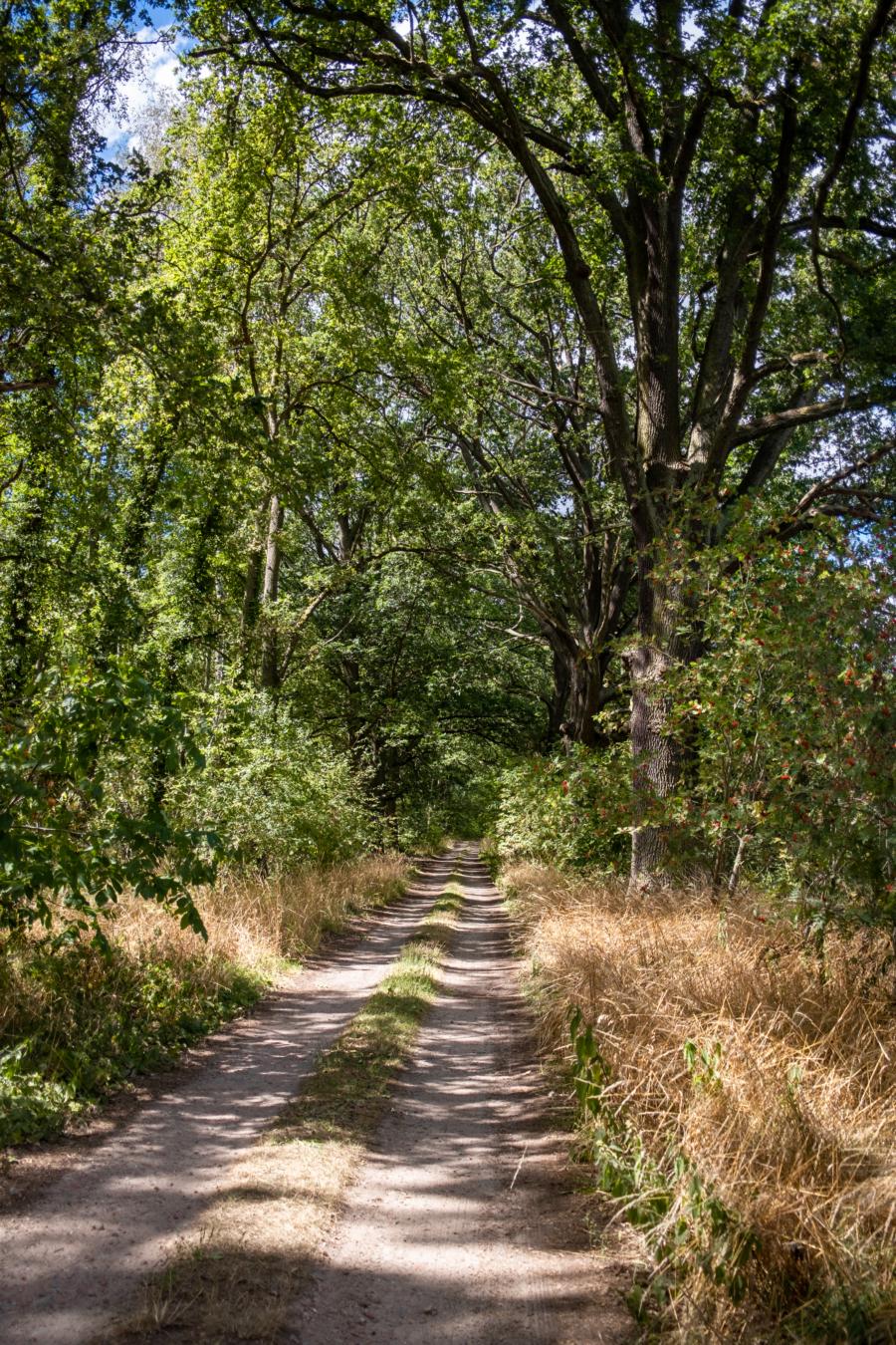 Idyllischer Waldweg am Bagower Bruch