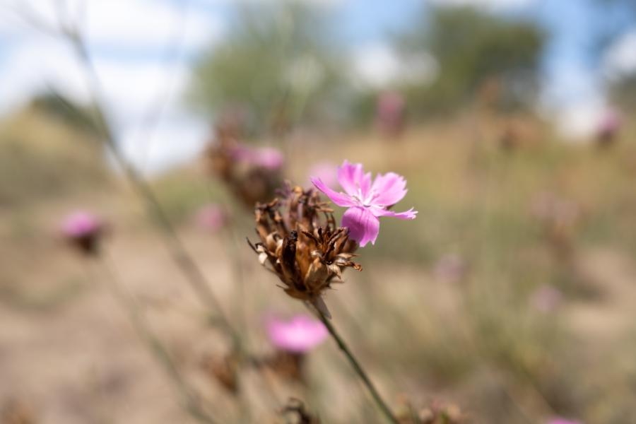 Blüten auf dem Mühlenberg