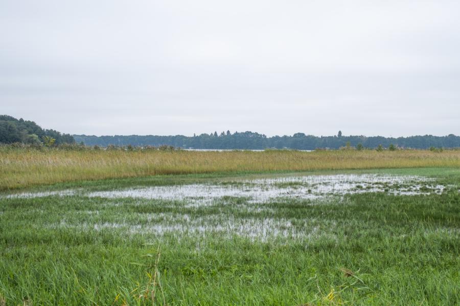 Feuchtwiese in der Moorlandschaft zwischen Strengsee und Netzener See