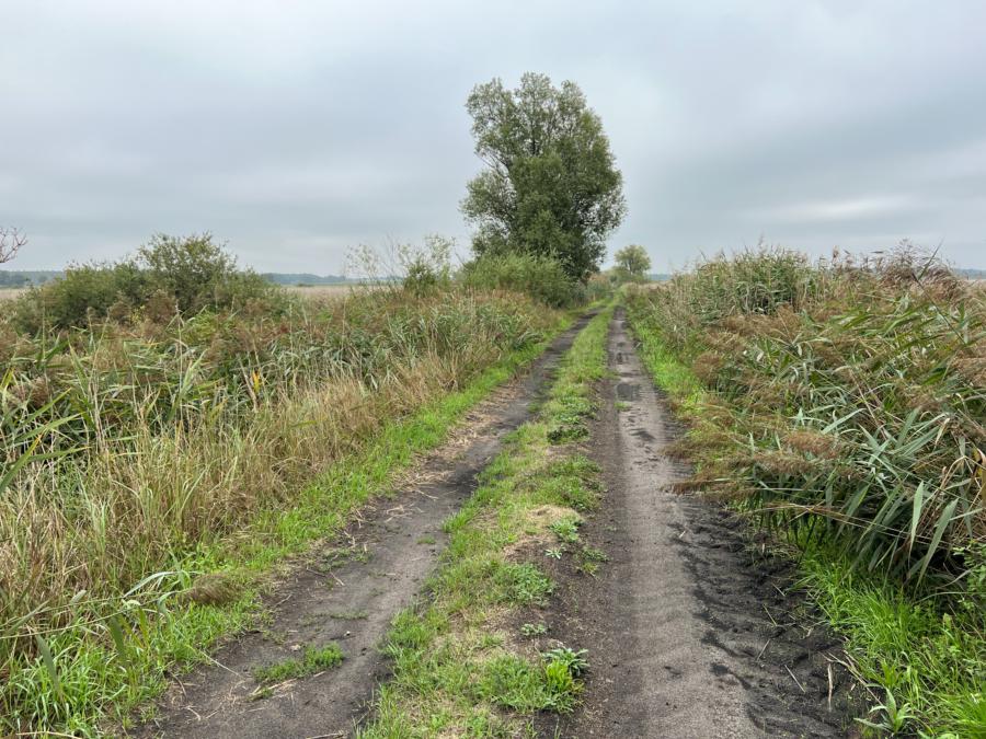 Weg durch die Wiesen am Strengsee