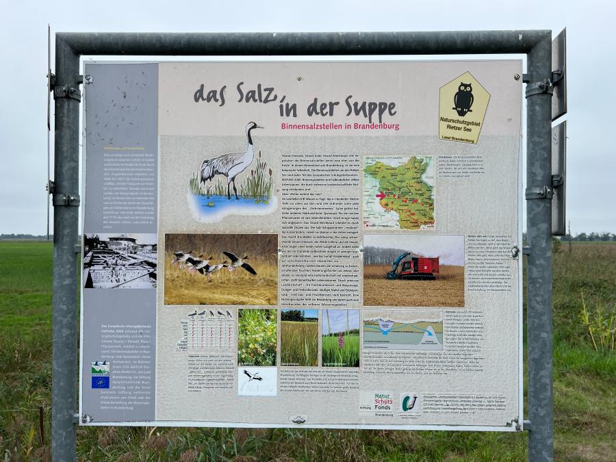 Infotafel zu den Salzwiesen in Brandenburg