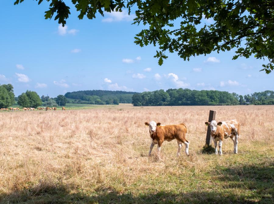 Kälberweide am Mosesberg