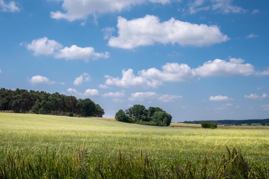 Felder vor dem Hasselberg am Beetzsee