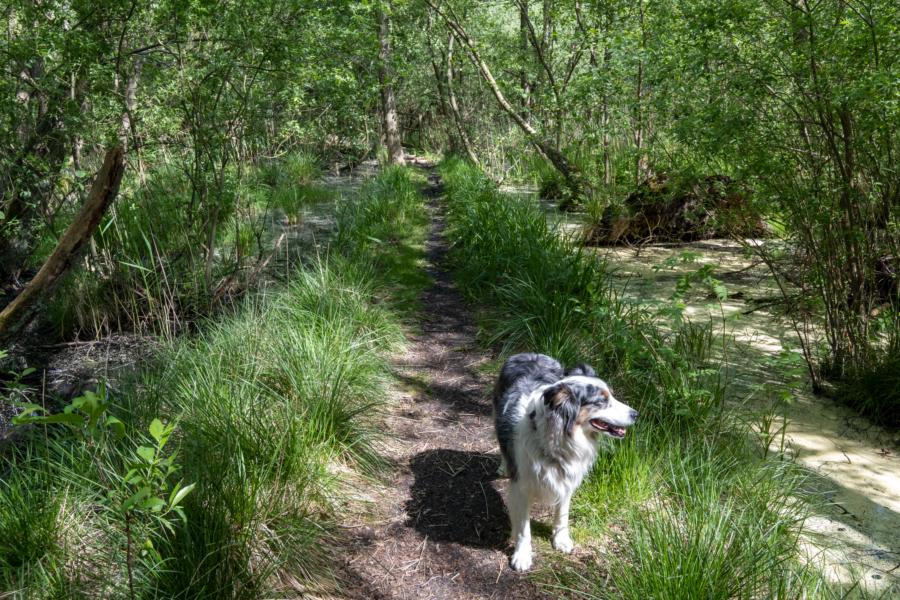 Pfad durch das Feuchtgebiet