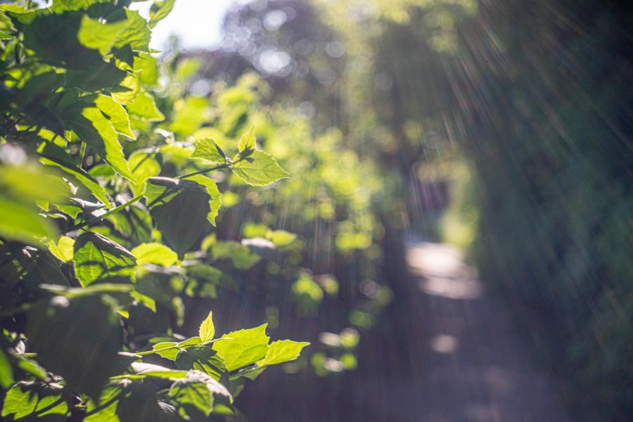 Streifige Lichtreflexe bei Gegenlicht