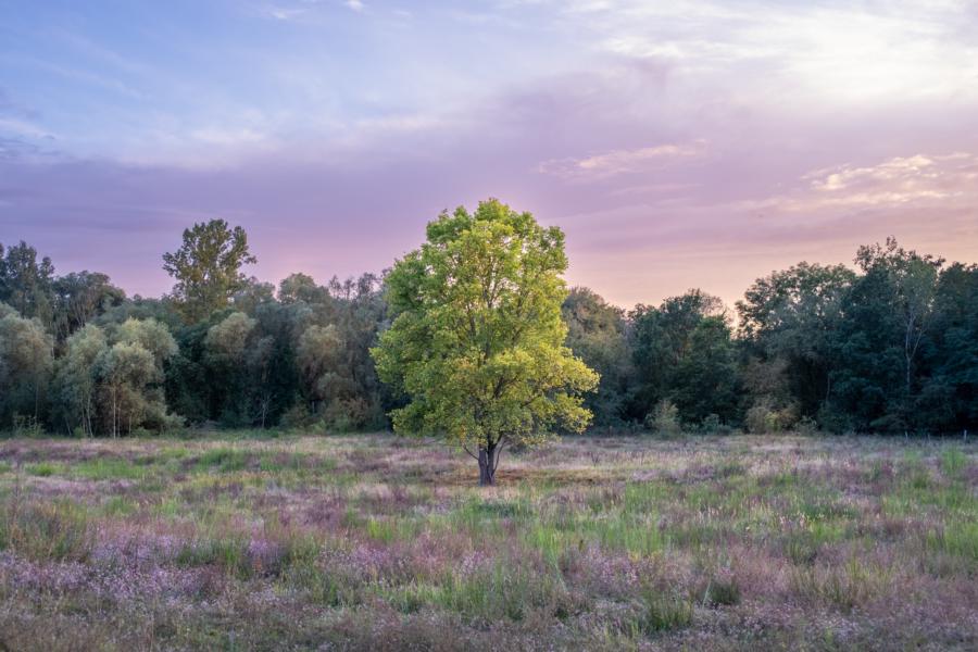 Naturnahe Landschaften der Döberitzer Heide