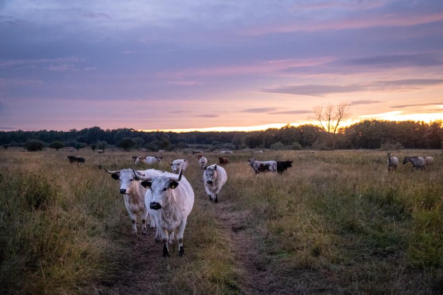Rinder und Wildpferde in der Döberitzer Heide