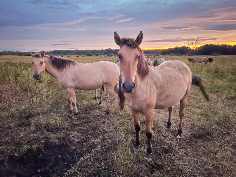 Sorraiapferde in der Döberitzer Heide