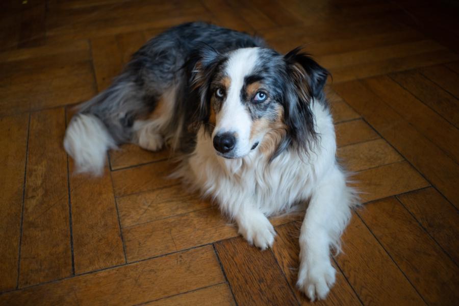 Flektogon: Offenblende Indoor