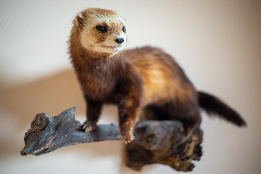 Flektogon: Offenbende Nahbereich