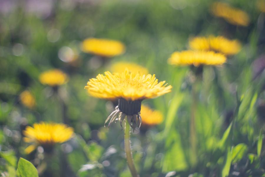 Flektogon: Gegenlicht ist kritisch