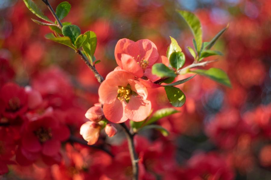 Flektogon: Schöne Farben, schönes Bokeh