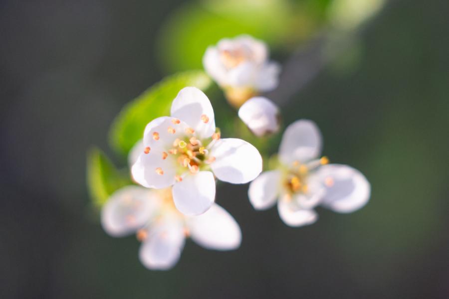 Flektogon: Überzeugende Leistung im Nahbereich