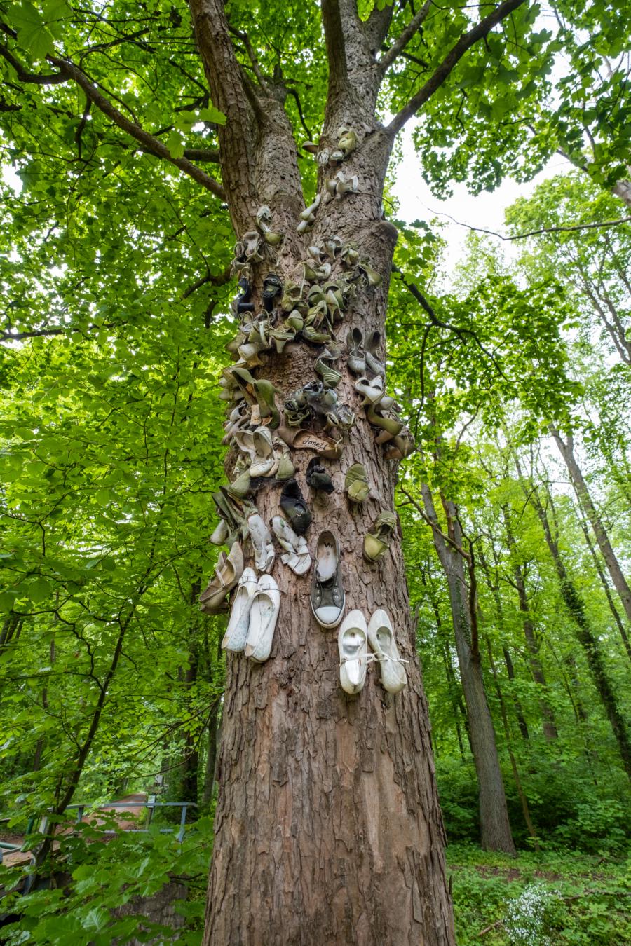 Schuhbaum in Friedrichsmoor