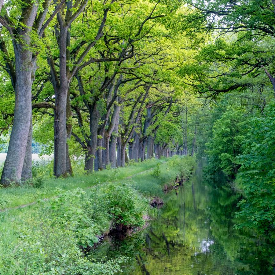 Eichenallee Friedrichsmoor am 'Breiten Graben'